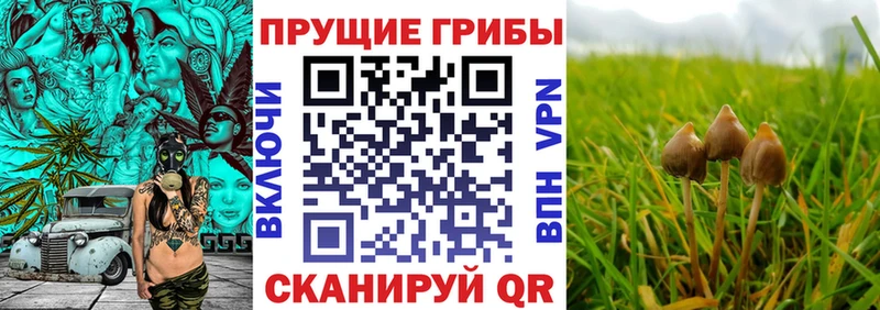 Купить  Красновишерск  Галлюциногенные грибы Psilocybine cubensis 